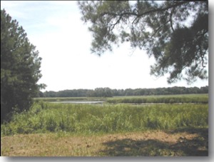 Mount Landing Creek near Tappahannock, VA