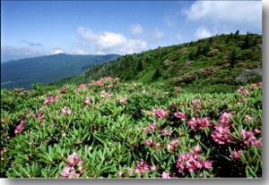 a hillside covered with rhododendrons