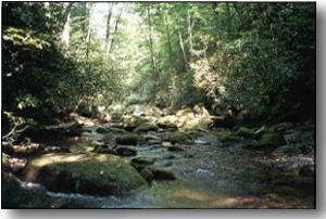 a creek
