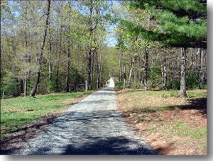 a road through trees