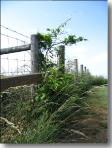 A fencepost with long grass
