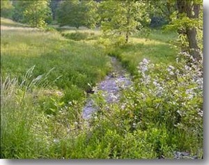 A small stream and wildflowers