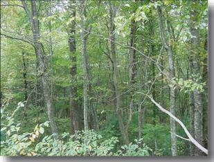 Little River in Alleghany County