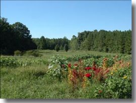 a field in Chatham Co., NC