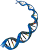 Dna Molecule